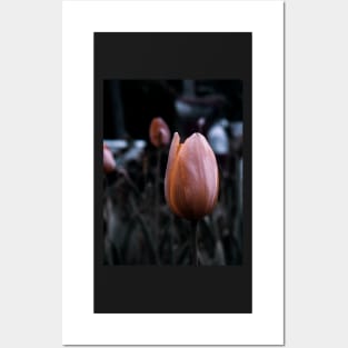 Beautiful Tulipan - macro photography Posters and Art